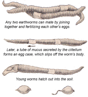 earthworm reproduction