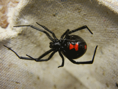 female Black Widow