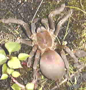 Goliath Bird-Eating Spider