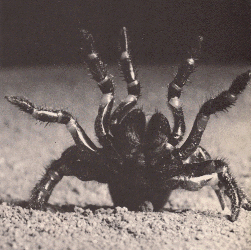 Trap-Door Spider