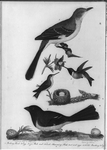 illustration from American Ornithologist