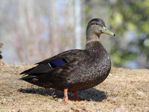 male black duck