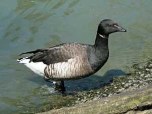 pale-bellied Brant