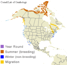 distribution of the Brant in North America