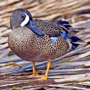 male Blue-Winged Teal in breeding plumage