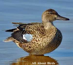 female Blue-Wing Teal