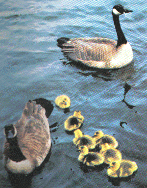 family of Canada Geese