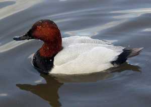 male Canvasback