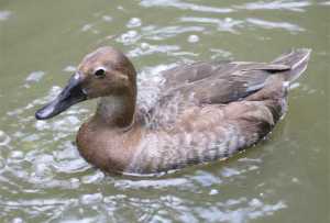 female Canvasback