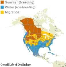 distribution of the Canvasback