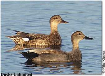 male and female gadwalls