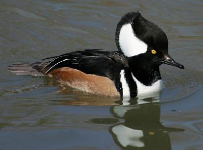 Hooded Merganser