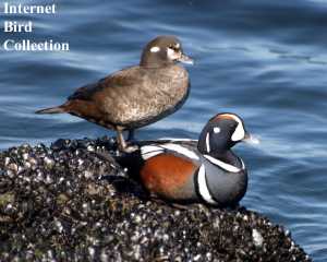 pair of Harlequin Ducks