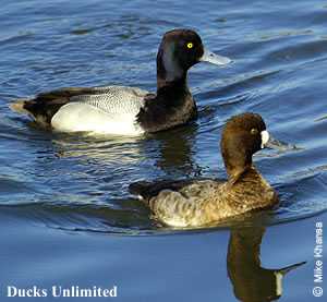 pair of Lesser Scaups