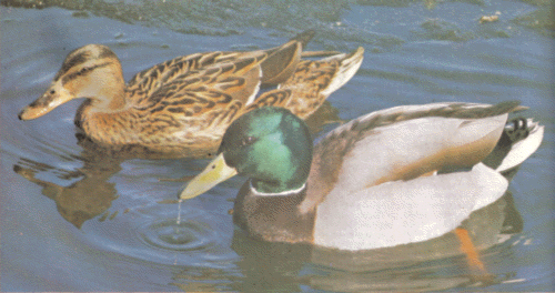 a breeding pair of mallards