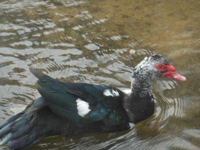 Muscovy drake