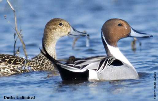 pair of Northern Pintails