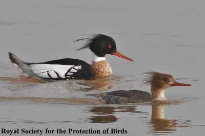 pair of Red-Breasted Mergansers