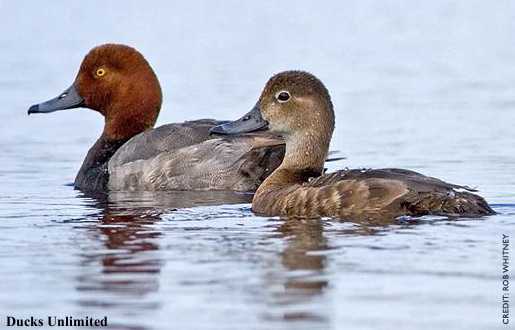 pair of Redheads