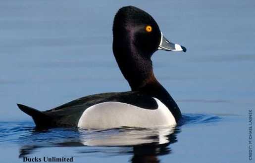 Ring-Necked Duck