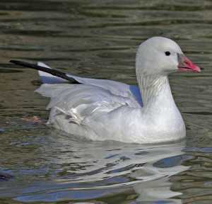 Ross' Goose