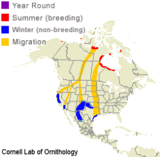 range of Ross' Goose