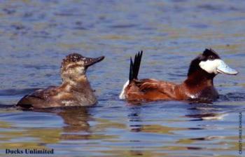 female (left) and male (right) ruddy ducks