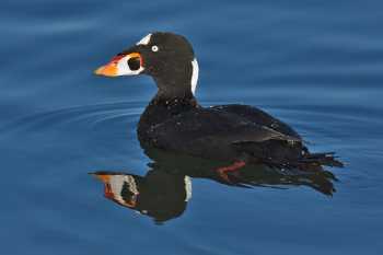 male Surf Scoter