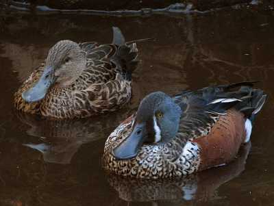 female and male Australasian shovelers