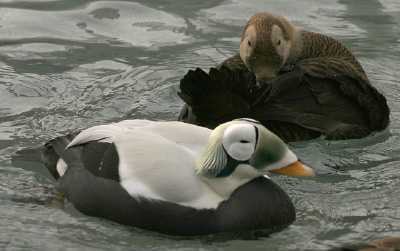 pair of Spectacled Eiders