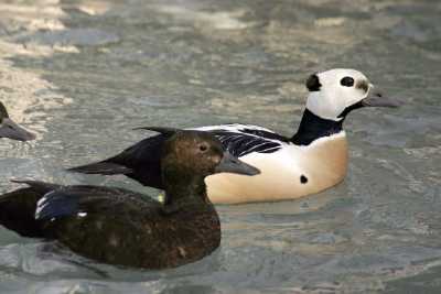 pair of Steller's Eiders