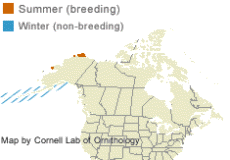 distribution of Steller's Eiders in North America