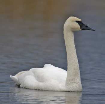 trumpeter swan