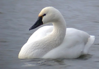 Tundra Swan