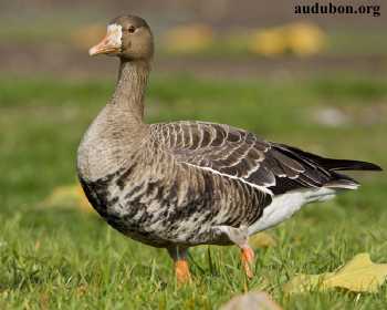 male white-fronted goose