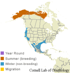 range of the white-fronted goose in North America