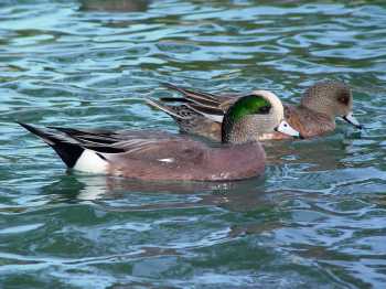 pair of wigeons