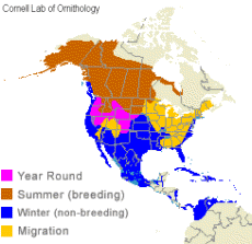 distribution of the American Wigeon