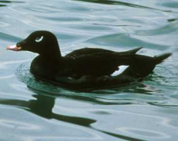 White-Winged Scoter