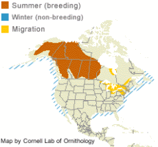 distribution of the White-Winged Scoter in North America