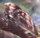 European Nightjar