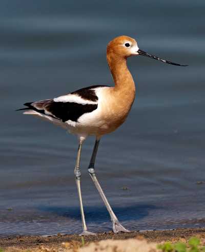 Avocet