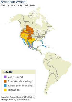 districution of the American avocet