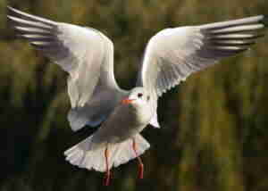 Black-Headed Gull