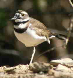 Killdeer