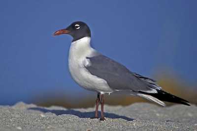 Laughing Gull in mating plumage