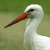 European White Stork (Ciconia ciconia)