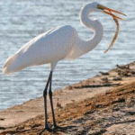 egret