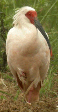 Crested Ibis