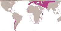 distribution of the Greater Flamingo